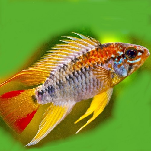 Apistogramma viejita - Viejita apisto ML